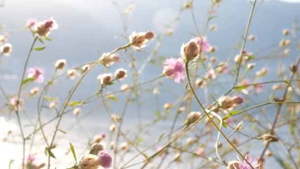 Çiçeklerle Yakın Plan Çimenlerin Rüzgarda Hafifçe Sallanışı Denizin Arka Planında — Stok video