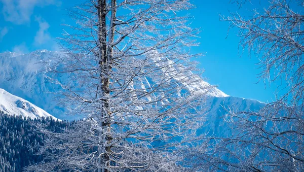 Paisaje de montaña de invierno en la estación de esquí Rosa Khutor en Sochi, Rusia. Árboles en escarcha contra un hermoso cielo matutino en una mañana helada — Foto de Stock