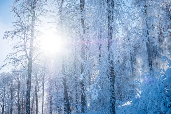 Зимний горный пейзаж на горнолыжном курорте "Роза Хутор" в Сочи, Россия. Утреннее солнце ярко светит сквозь красивые снежные деревья — стоковое фото