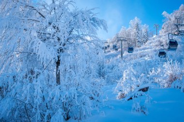 Rusya 'nın Sochi kentindeki Rosa Khutor kayak merkezindeki Kış Dağı manzarası. Karda çam ağaçlarının üzerinde kablo kabini