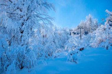 Rusya 'nın Sochi kentindeki Rosa Khutor kayak merkezindeki Kış Dağı manzarası. Karda çam ağaçlarının üzerinde kablo kabini