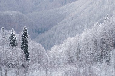 Rusya 'nın Sochi kentindeki Rosa Khutor kayak merkezindeki Kış Dağı manzarası. Karda çam ağaçları