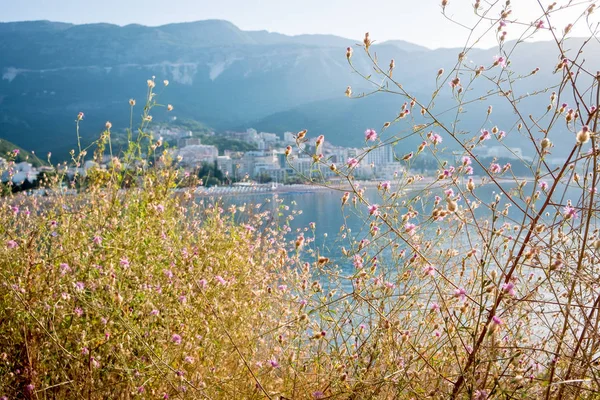 Close up de grama com flores com mar no fundo. Paisagem matinal em Budva, Montenegro . — Fotografia de Stock