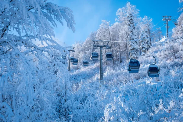 Paysage de montagne d'hiver à la station de ski Rosa Khutor à Sotchi, Russie. Cabane de téléphérique au-dessus des pins dans la neige — Photo