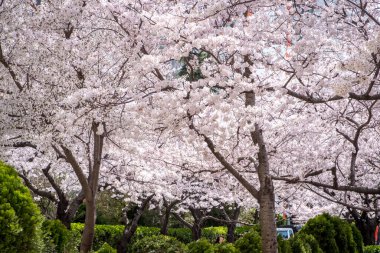 Güney Kore 'de çiçek açan sakura, Busan