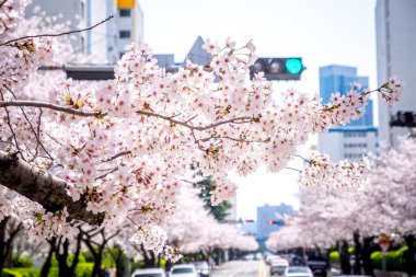Güney Kore 'de çiçek açan sakura, Busan