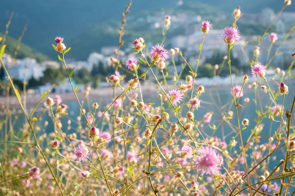 Primer Plano Hierba Con Flores Con Mar Fondo Paisaje Matutino — Foto de Stock