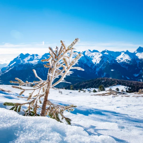 Paisaje Soleado Invierno Con Picea Congelada Estación Esquí Dolomitas Italia — Foto de Stock