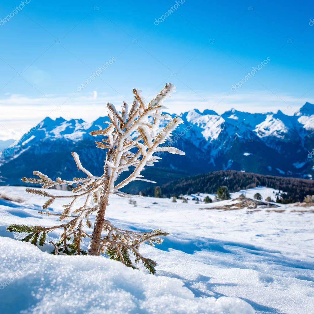 Sunny winter landscape with frozen spruce at Ski Area in Dolomites, Italy - Alpe Lusia. Ski resort in val di Fassa near Moena. Winter mountains in the morning.