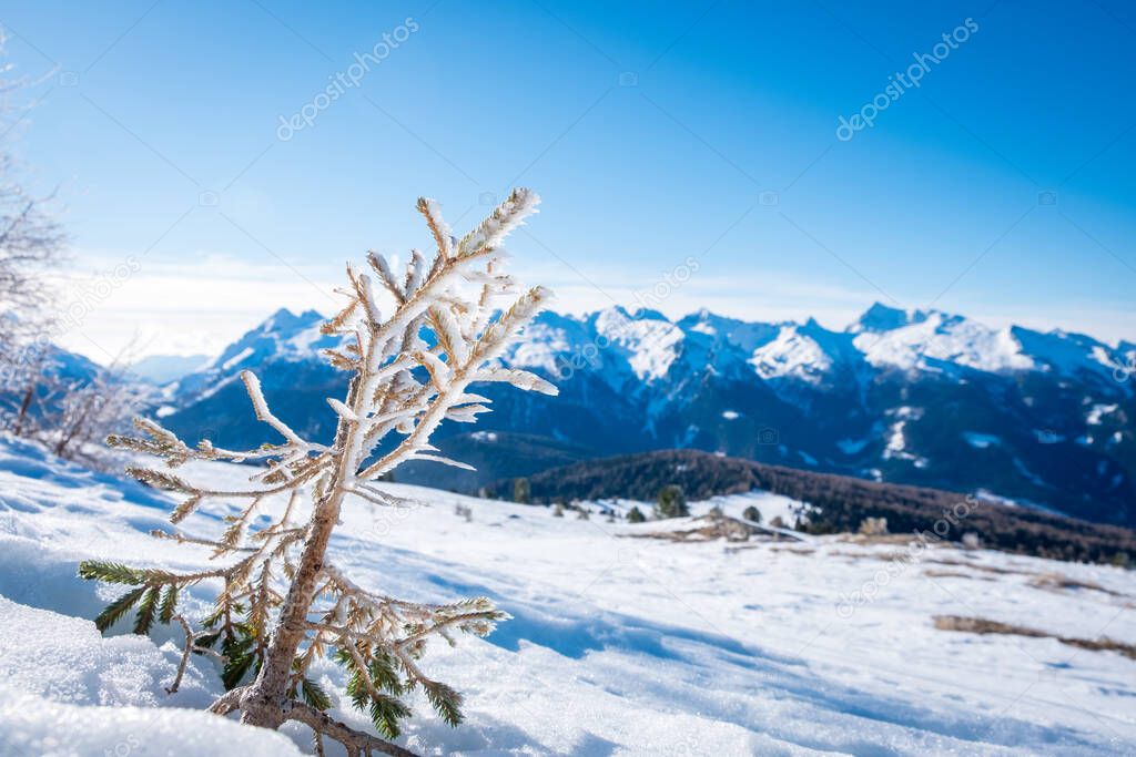 Sunny winter landscape with frozen spruce at Ski Area in Dolomites, Italy - Alpe Lusia. Ski resort in val di Fassa near Moena. Winter mountains in the morning.