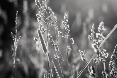 Güneş ışınlarındaki çimen siluetleri siyah ve beyaz olarak yakın çekim. Yeşil tarlanın üzerindeki parlak güneş ışınlarının manzarası. Yaz doğası. Doğal güneş ışığı.