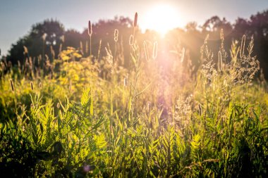 Yeşil çayırlarda yaz günbatımı ve akşamları çimenlerin arasında güneş ışığı. Yeşil tarlanın üzerindeki parlak güneş ışınlarının manzarası. Yaz doğası. Doğal güneş ışığı. Rusya., Vladimir şehri.