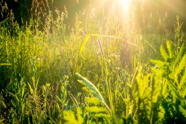 Gün batımında çimlerin arasından güneş ışınları ve tarladaki çiçekler. Rusya, Vladimir