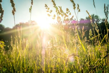 Yeşil çayırlarda yaz günbatımı ve akşamları çimenlerin arasında güneş ışığı. Yeşil tarlanın üzerindeki parlak güneş ışınlarının manzarası. Yaz doğası. Doğal güneş ışığı.