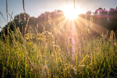 Gün batımında çimlerin arasından güneş ışınları ve tarladaki çiçekler. Rusya, Vladimir