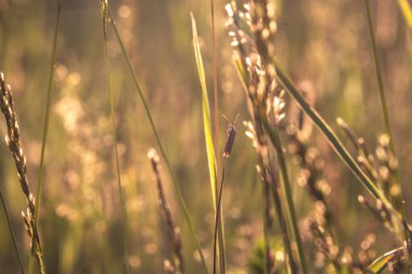 Yeşil çayırlarda sonbahar günbatımı ve akşamları çimenlerin arasında güneş ışığı. Yeşil tarlanın üzerindeki parlak güneş ışınlarının manzarası. Sonbahar doğası. Doğal güneş ışığı.