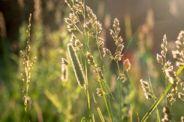 Gün batımında çimlerin arasından güneş ışınları ve tarladaki çiçekler. Rusya, Vladimir