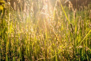 Gün batımında çimlerin arasından güneş ışınları ve tarladaki çiçekler. Rusya, Vladimir