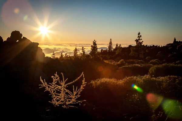 Sonnenuntergang im Teide Nationalpark, Teneriffa. Die Sonne setzt sich auf die Wolken und das Licht auf die Blumen. — Stockfoto