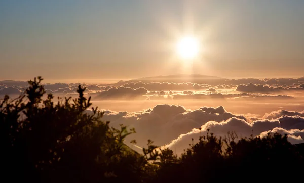 Национальный парк Тейде Сансет, Тенерифе. Солнце садится на облака над горизонтом, силуэты сосен . — стоковое фото