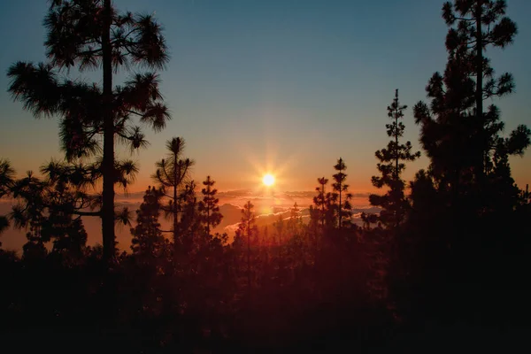 Национальный парк Тейде Сансет, Тенерифе. Солнце садится на облака над горизонтом, силуэты сосен . — стоковое фото
