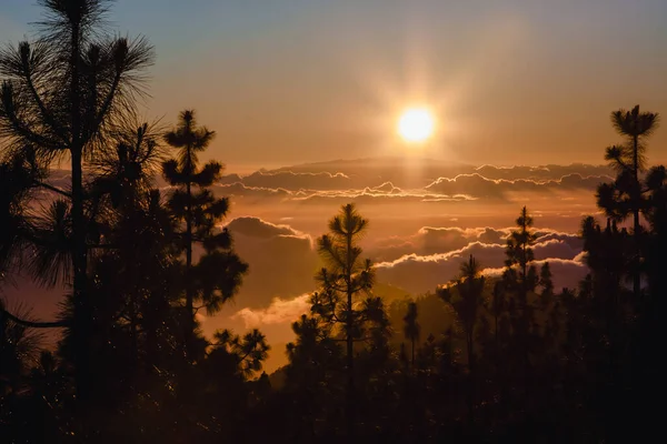 テネリフェ島のTeide National Park Sunset,テネリフェ島。太陽は地平線の上の雲に沈み、松の木のシルエットは. — ストック写真