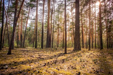 Çam ormanı, ağaçların arasından parlayan güneşin son ışığıyla. Rusya 'da park, Vladimir şehri.
