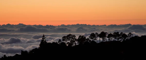 Teide Nationalpark Sonnenuntergang, Teneriffa. Die Sonne geht unter an den Wolken über dem Horizont, Silhouetten von Kiefern. — Stockfoto