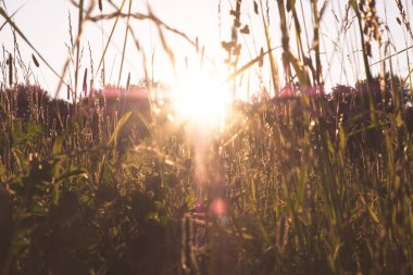 Yeşil çayırlarda sonbahar günbatımı ve akşamları çimenlerin arasında güneş ışığı. Yeşil tarlanın üzerindeki parlak güneş ışınlarının manzarası. Sonbahar doğası. Doğal güneş ışığı.