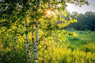 Yaz mevsiminde Günbatımı Birch Ormanı, huş dalları boyunca güneş ışınları, Rusya, Vladimir Şehri, Rus Doğası.
