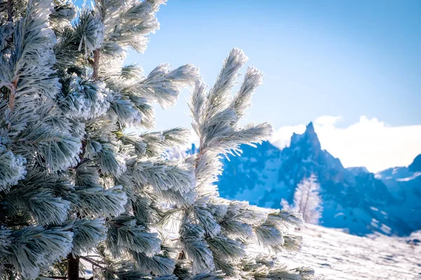 Dolomites, İtalya 'daki donmuş ladin ile güneşli kış manzarası Alpe Lusia. Moena yakınlarındaki Val di Fassa 'da kayak merkezi. Sabahları kış dağları.