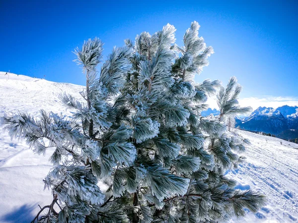 Paisaje Soleado Invierno Con Picea Congelada Estación Esquí Dolomitas Italia — Foto de Stock