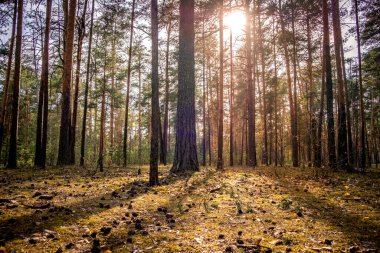Çam ormanı, ağaçların arasından parlayan güneşin son ışığıyla. Rusya 'da park, Vladimir şehri.