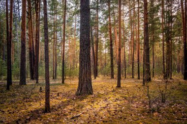 Çam ormanı, ağaçların arasından parlayan güneşin son ışığıyla. Rusya 'da park, Vladimir şehri.