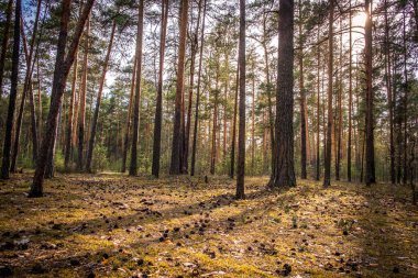 Çam ormanı, ağaçların arasından parlayan güneşin son ışığıyla. Rusya 'da park, Vladimir şehri.