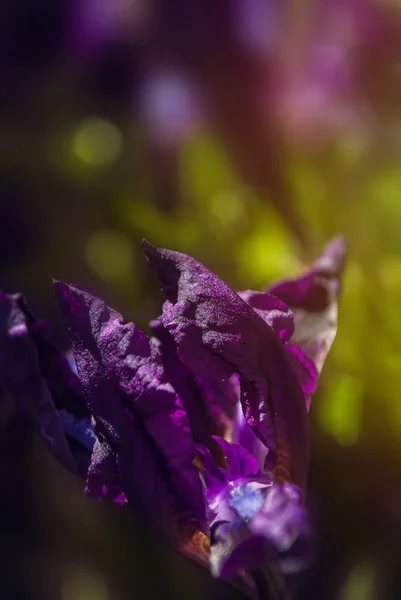 Iris Colored Blur Background Purple Blurred Nature Background Floral Nature — Fotografia de Stock