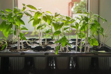 Güneşli bir günde yerdeki bir camda plastik bir kabın içinde büyüyen genç domates fideleri. Bahar mevsimi tohum yetiştirme, toprağa bitki ekme. Bahçıvanlık, botanik konsepti