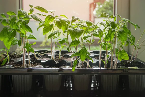 Jeunes Plants Tomate Poussant Dans Récipient Plastique Sur Une Fenêtre — Photo