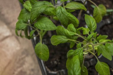 Young tomato seedlings growing in a plastic container the ground on a sunny day. Spring season of growing seedlings, planting plants in ground. Gardening, botany concept. Top view