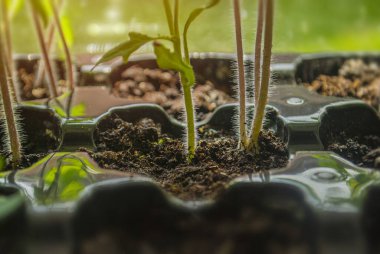 Young tomato seedlings growing in a plastic container on a window in the ground on a sunny day. Season of growing seedlings and planting plants in ground. Gardening and botany concept. Spring season