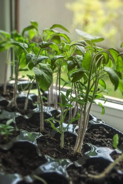 Young tomato seedlings growing in a plastic container on a window in the ground on a sunny day. Season of growing seedlings and planting plants in ground. Gardening and botany concept. Spring season