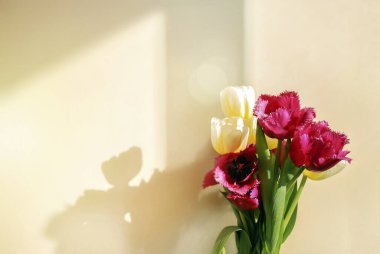 Güneş ışığında bir buket lale. Mesaj için yer var. Güneşli odadaki duvarın arkasında lale çiçekleri var. Çiçekli arka plan. Anneler Günü. Neşeli arkaplan
