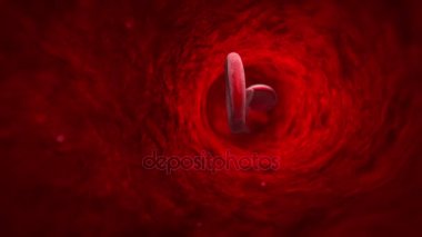 Kan hücresi (damar, damar, kılcal damarlar). 3D animasyon