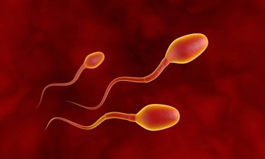 Üç rakip sperm. Sperm fallop tüpleri ile hareket. Sperm, gübreleme. 3D çizim.