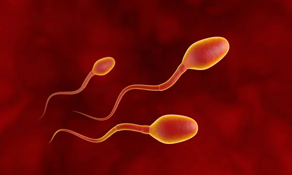 Tres espermatozoides competidores. Movimiento de espermatozoides a través de las trompas de Falopio. Esperma, fertilización. Ilustración 3D . — Foto de Stock