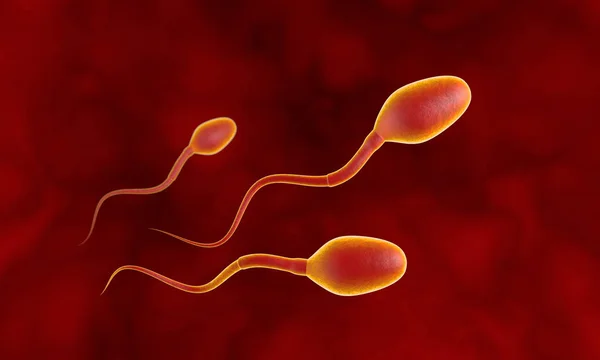 Üç rakip sperm. Sperm fallop tüpleri ile hareket. Sperm, gübreleme. 3D çizim.