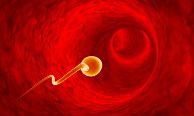 Sperm fallop tüpleri ile hareket. Sperm, gübreleme. 3D çizim