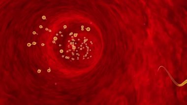 Sperm hücreleri rekabet. Sperm fallop tüpleri ile hareket. Sperm, gübreleme. 3D animasyon
