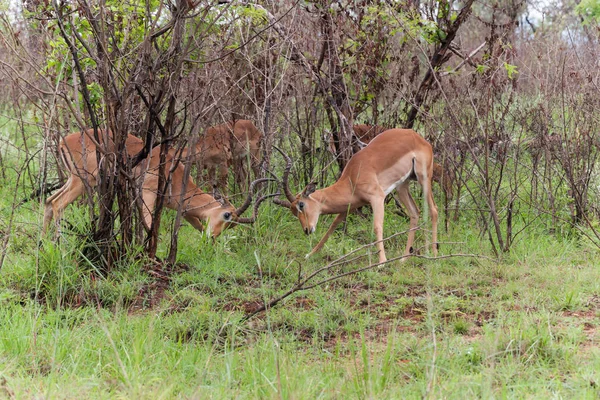 Kruger National Park Mpumalanga Dél Afrikai Köztársaság — Stock Fotó