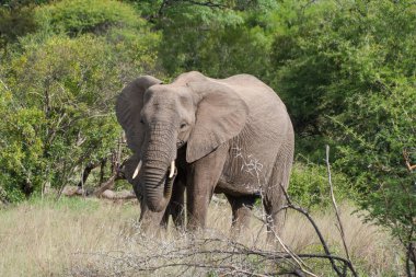 Fil Kruger National Park, Mpumamalanga, Güney Afrika